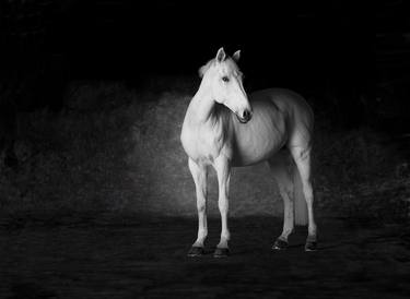 Original Animal Photography by Lindsay Robertson