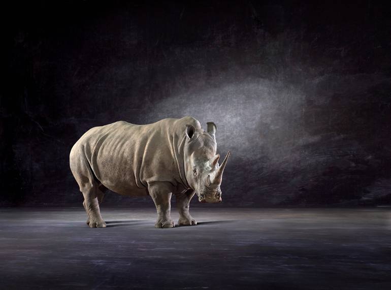 'White Rhino' ... Large Scale Edition (#2 of 10)