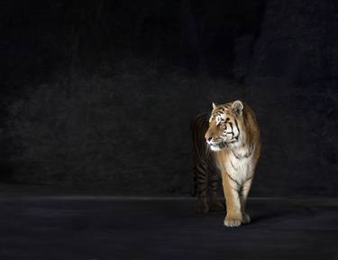 Original Figurative Animal Photography by Lindsay Robertson