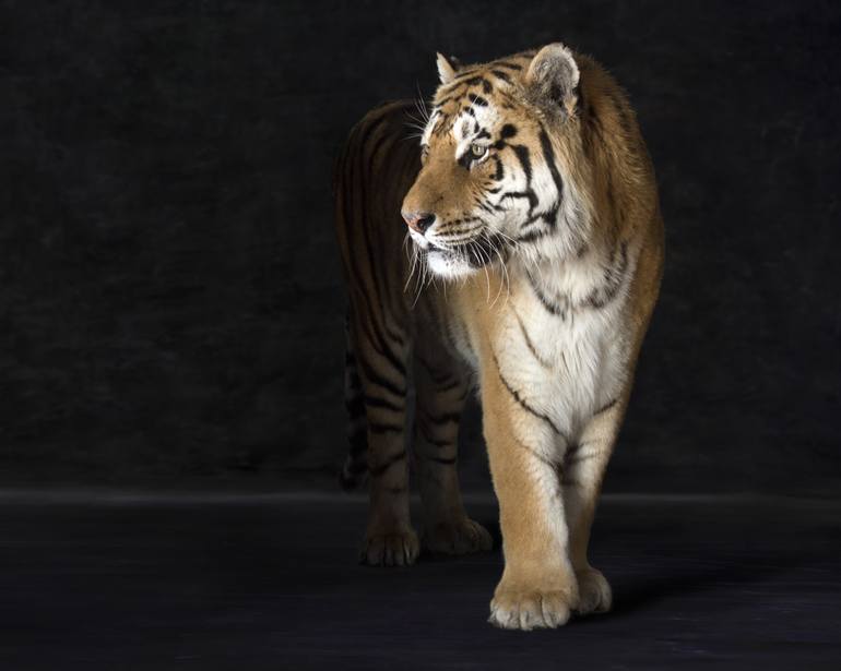 Original Animal Photography by Lindsay Robertson