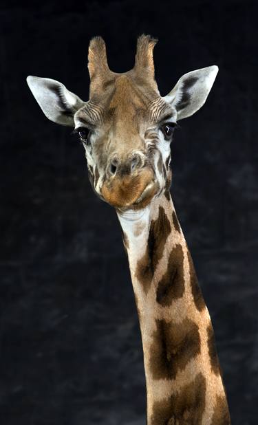 Giraffe ( #5 of  75 ) thumb