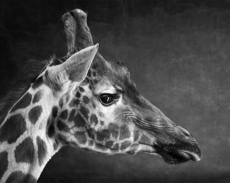 Original Fine Art Animal Photography by Lindsay Robertson