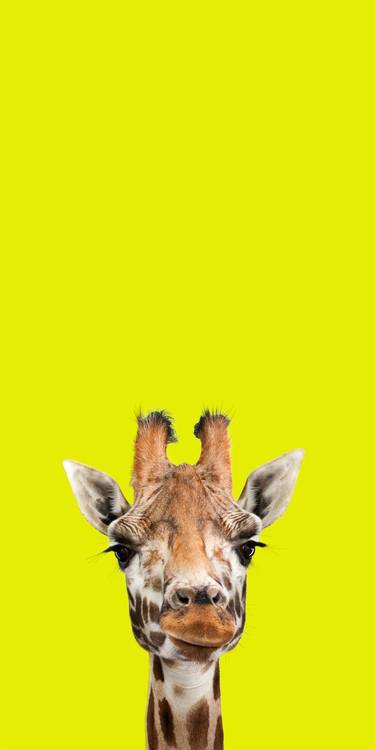 Original Animal Photography by Lindsay Robertson