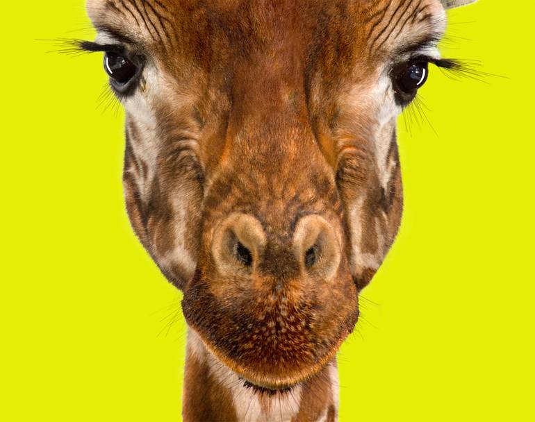 Original Pop Art Animal Photography by Lindsay Robertson