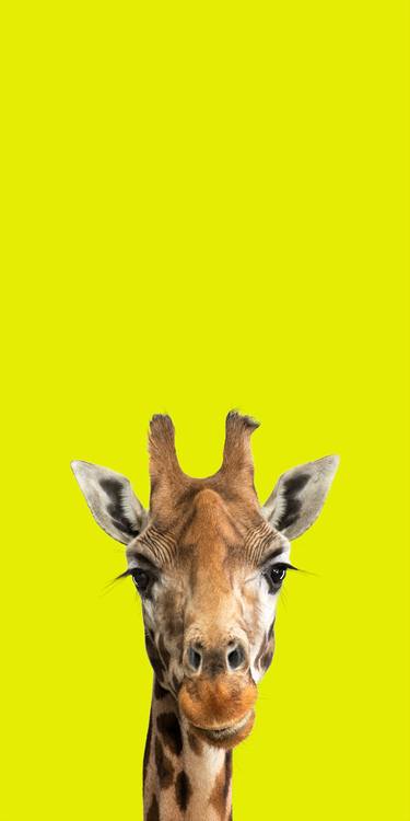 Original Modern Animal Photography by Lindsay Robertson