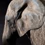 Close up - Elephas 