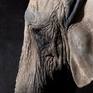 Detail - Elephas 