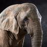 Close up - Elephas Africana
