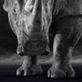 Detail of The White Rhino