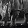 Detail of The White Rhino