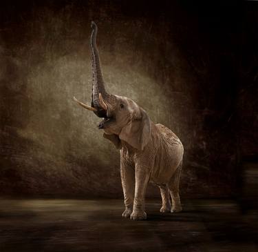 Original Fine Art Animal Photography by Lindsay Robertson