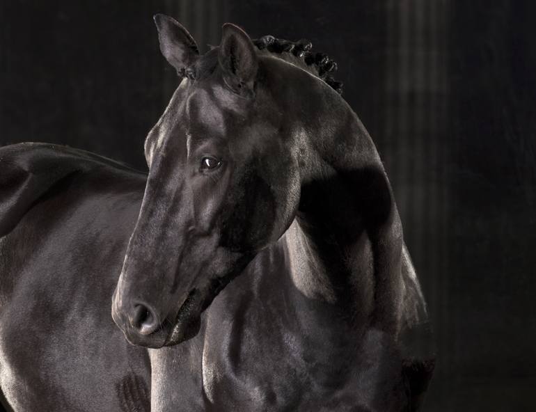 Original Fine Art Horse Photography by Lindsay Robertson