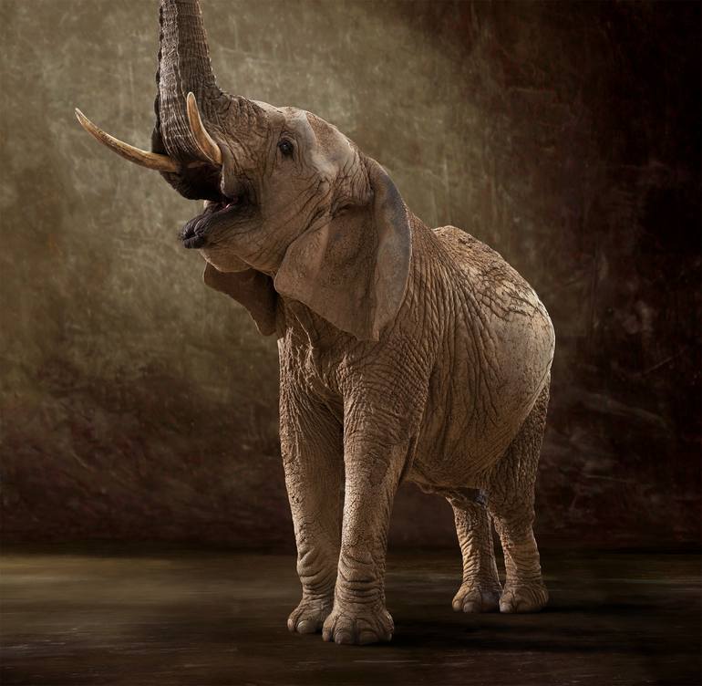 Original Figurative Animal Photography by Lindsay Robertson