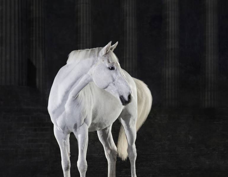 Original Figurative Horse Photography by Lindsay Robertson