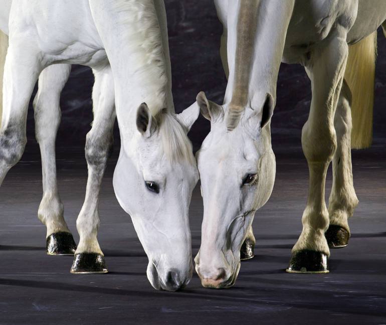 Original Figurative Horse Photography by Lindsay Robertson