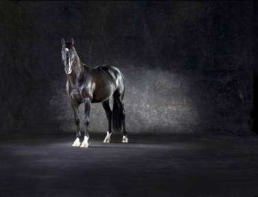 Original Horse Photography by Lindsay Robertson