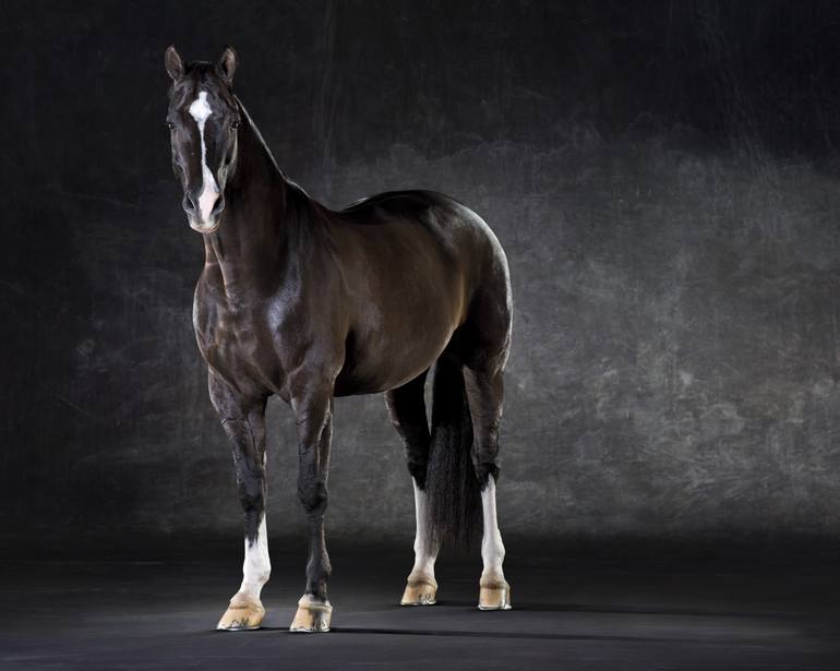 Original Figurative Horse Photography by Lindsay Robertson