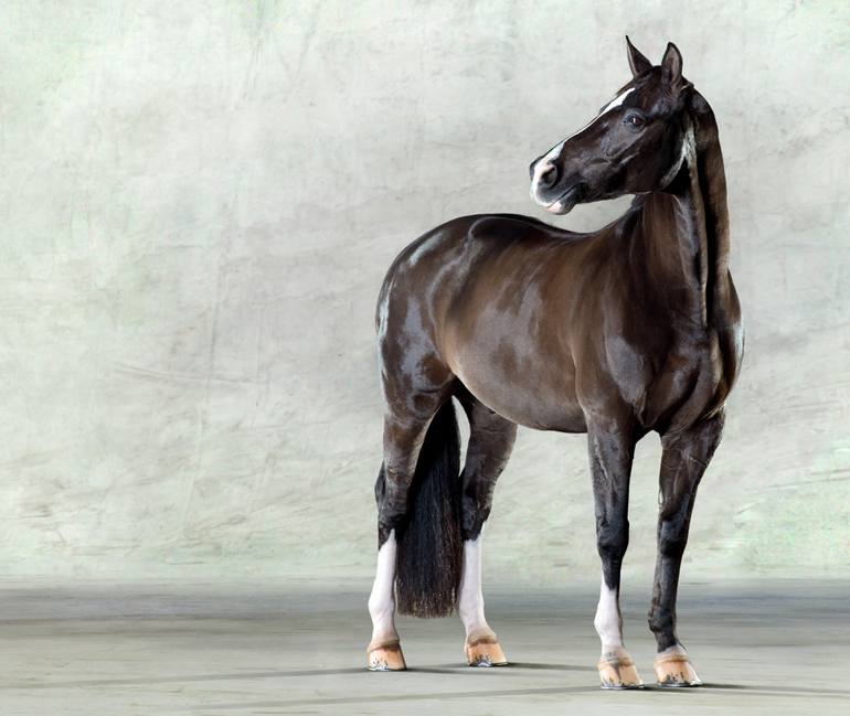 Original Figurative Horse Photography by Lindsay Robertson