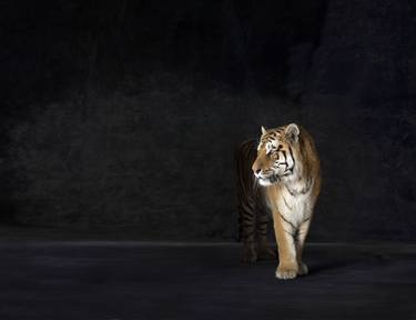 Original Animal Photography by Lindsay Robertson