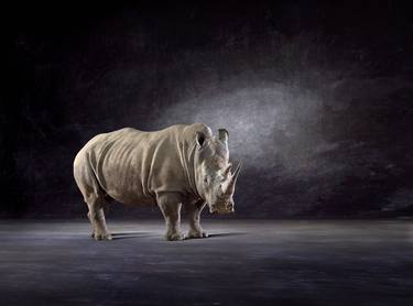 'White Rhino' ... (Medium Sized Edition) - Limited Edition 2 of 50 thumb