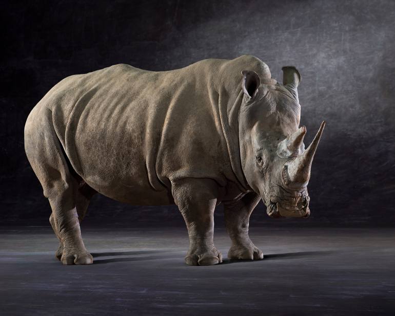 Original Figurative Animal Photography by Lindsay Robertson