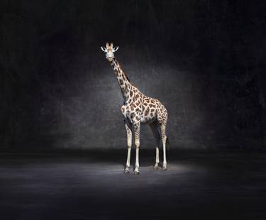 Original Animal Photography by Lindsay Robertson