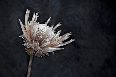 Original Botanic Photography by Lindsay Robertson