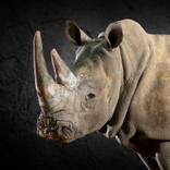 White Rhino Portrait - Limited Edition of 10 by Lindsay Robertson