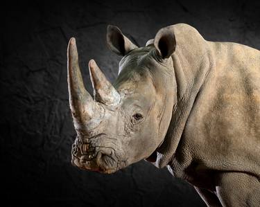 White Rhino Portrait - Limited Edition of 10 thumb