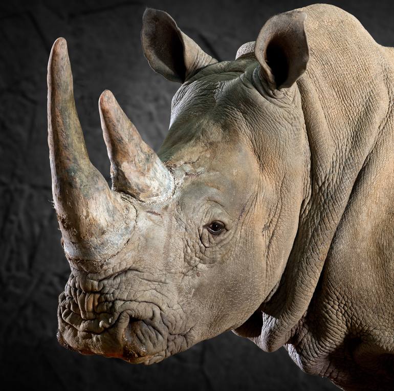 Original Figurative Animal Photography by Lindsay Robertson