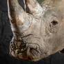 Detail of 'White Rhino Portrait'