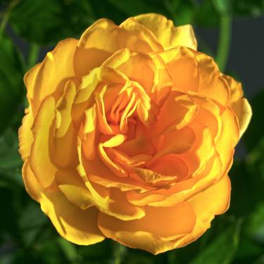 Yellow Rose thumb