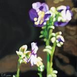 Purple Detail by Lynsey Ewan