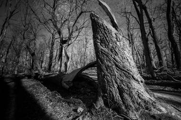 Print of Fine Art Tree Photography by Saundi Wilson