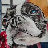 Boston terrier by Soso Kumsiashvili