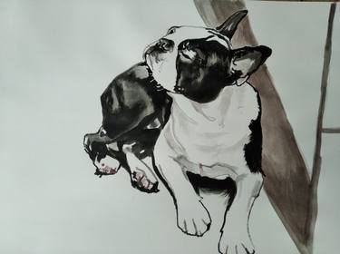 Boston terrier thumb