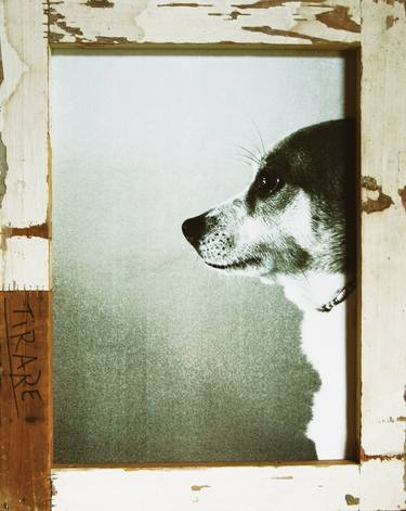 Print of Figurative Dogs Photography by Laura Ragazzi