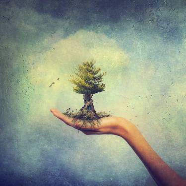 Print of Fine Art Tree Photography by Kasia Derwinska