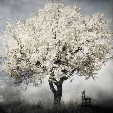 Original Fine Art Tree Photography by Kasia Derwinska