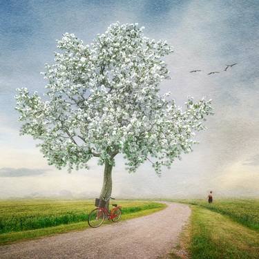 Print of Tree Photography by Kasia Derwinska