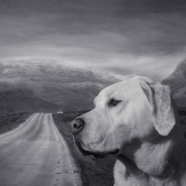 Print of Dogs Photography by Kasia Derwinska