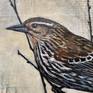 Detail of female blackbird