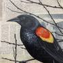 Detail of male blackbird