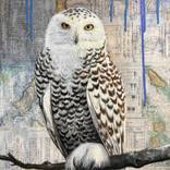 Snowy Owl by Maya Kuvaja