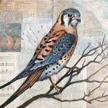 Kestrel by Maya Kuvaja