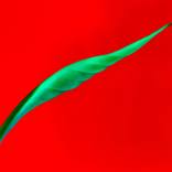 Leaf by Yigal Pardo