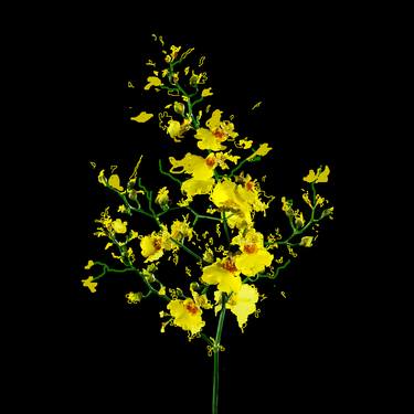 Original Expressionism Floral Photography by Yigal Pardo