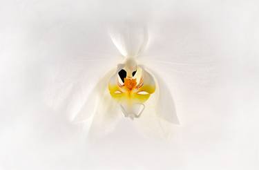 White orchid - Edition of 6 thumb