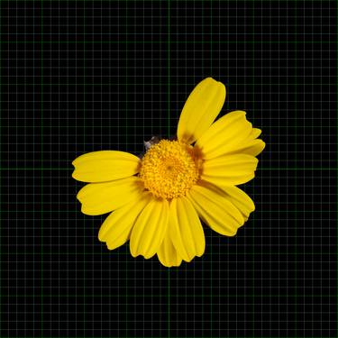 Original Fine Art Floral Photography by Yigal Pardo