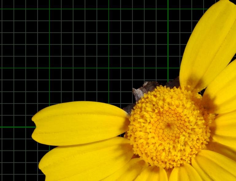 Original Other Floral Photography by Yigal Pardo